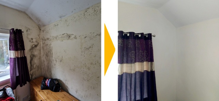 Mould  Removal Services